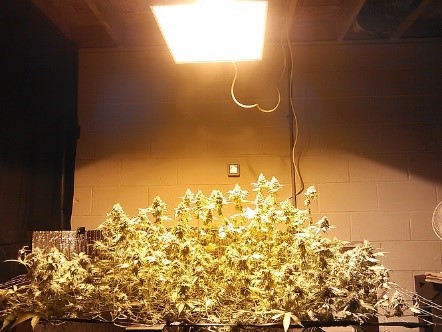 21 Almost harvest time