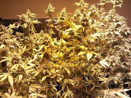 22 Almost harvest time