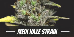Medi Haze Strain