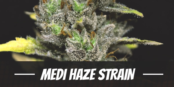 Medi Haze Strain