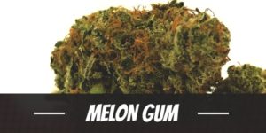 Melon Gum