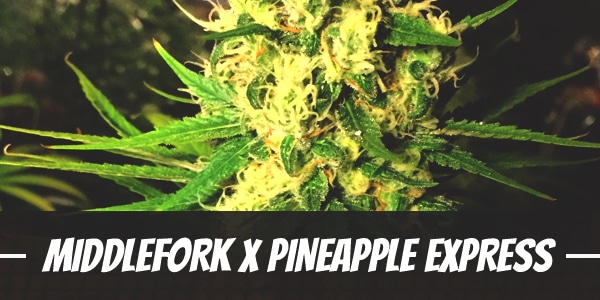 Middlefork X Pineapple Express