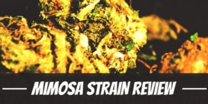 Mimosa Strain Review