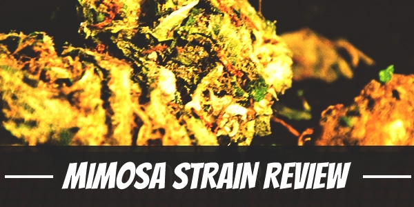Mimosa Strain Review