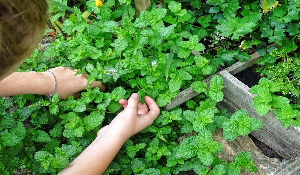 Mint leaves