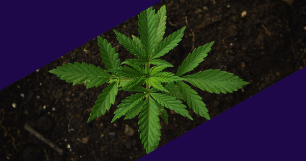 Miracle Alien Cookies Strain