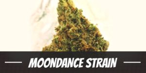 Moondance weed Strain review