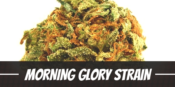 Morning Glory Strain