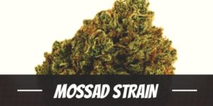 Mossad Strain