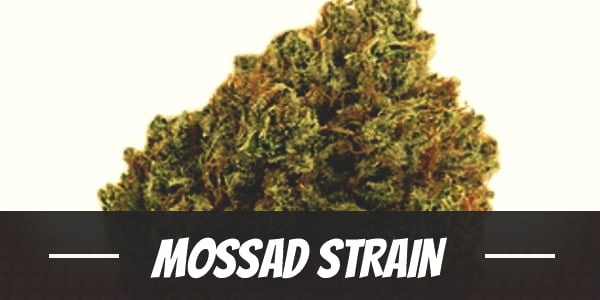 Mossad Strain