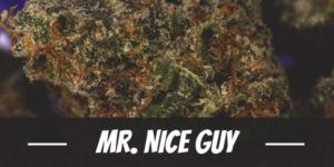 Mr. Nice Guy