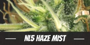 NL5 Haze Mist