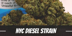 NYC Diesel Strain