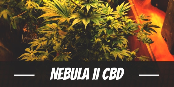 Nebula II CBD