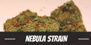 Nebula Strain