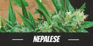 Nepalese