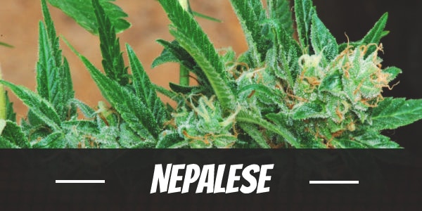 Nepalese