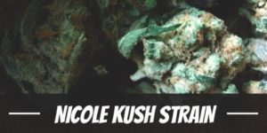 Nicole Kush Strain