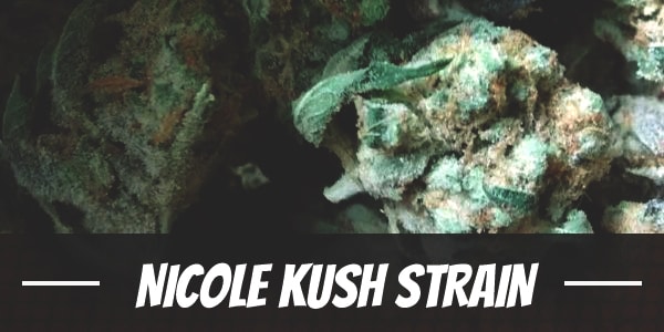 Nicole Kush Strain