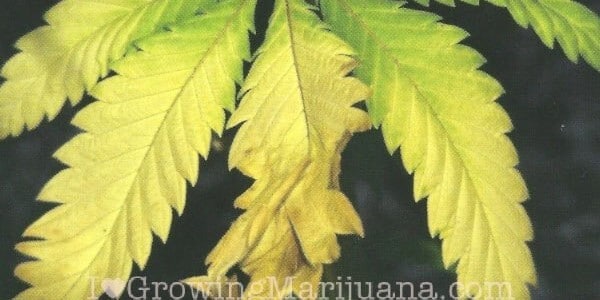 Nitrogen Deficiency