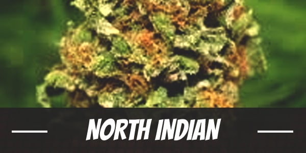 North Indian