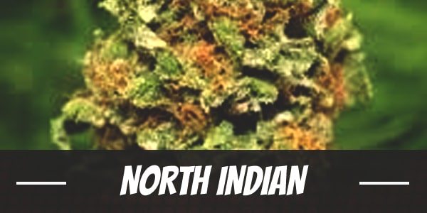 3$ weed, North East India : r/trees