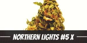 Northern Lights #5 X Haze