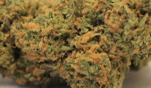 Northern Lights