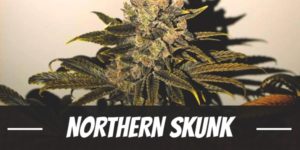 Northern Skunk