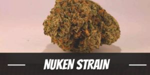 Nuken Strain