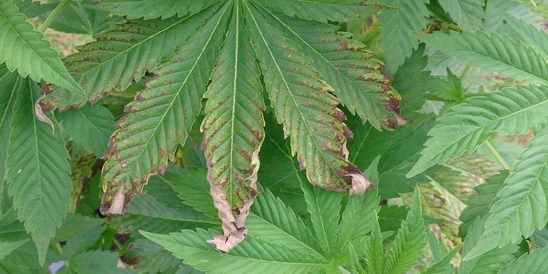 Nutrient burn on cannabis plants