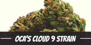 OCA’s Cloud 9 Strain