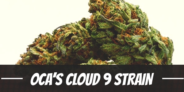 OCA’s Cloud 9 Strain