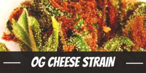 OG Cheese Strain