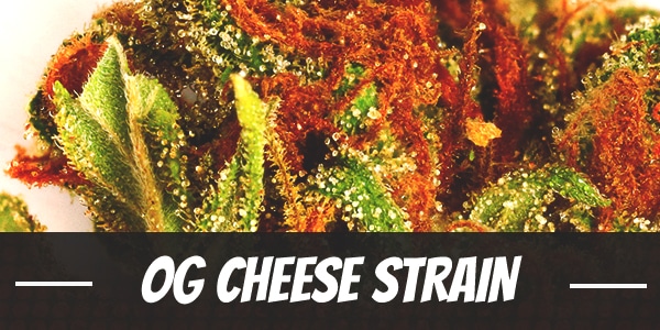 OG Cheese Strain