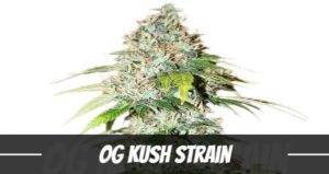 OG Kush Strain