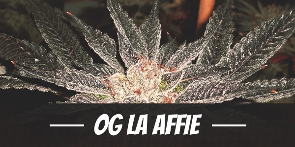 OG LA Affie