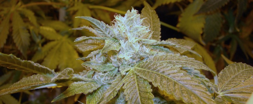 OG LA Affie Medical
