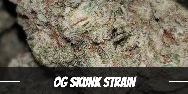 OG Skunk Strain