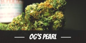 OG’s Pearl