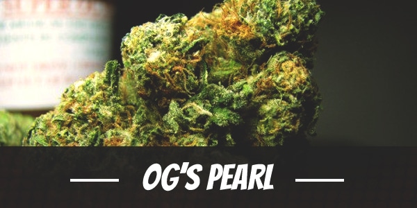 OG’s Pearl