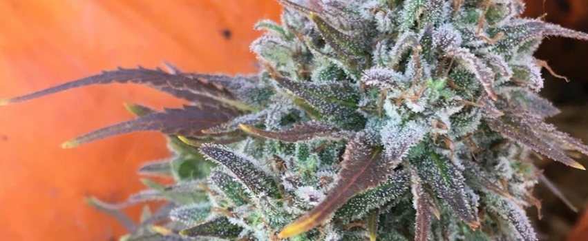 Obama Kush Growing