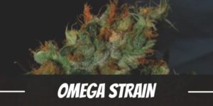 Omega Strain