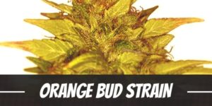 Orange Bud Strain