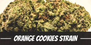 Orange Cookies Strain