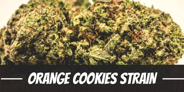 Orange Cookies Strain