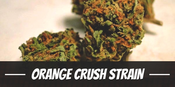 Orange Crush Strain