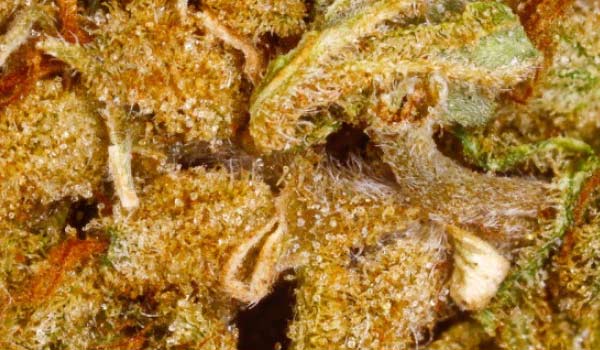 Orange Diesel Strain Effects