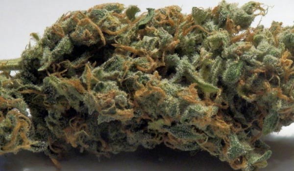 Orange Diesel Strain Growing