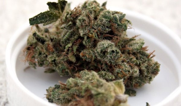 Orange Diesel Strain Medical